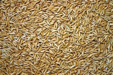 Semences de riz