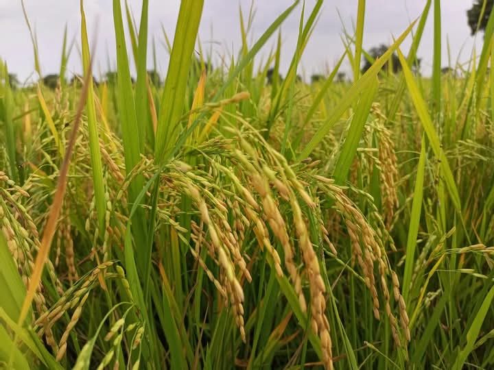 Riz